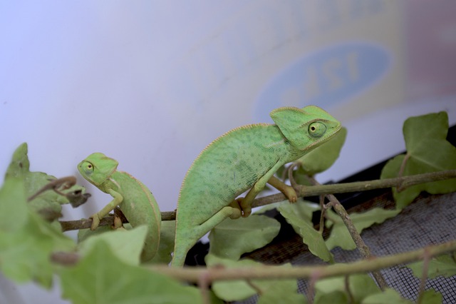 yemen chameleon, chameleon, european chameleon, baby chameleons, chameleon, chameleon, chameleon, chameleon, chameleon