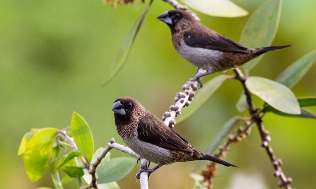 Free Bird Nature photo and picture