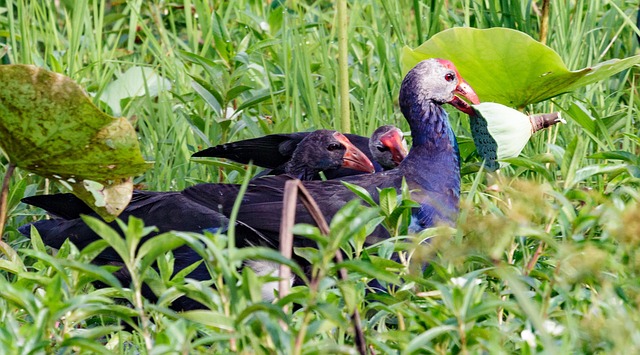Free Nature Bird photo and picture