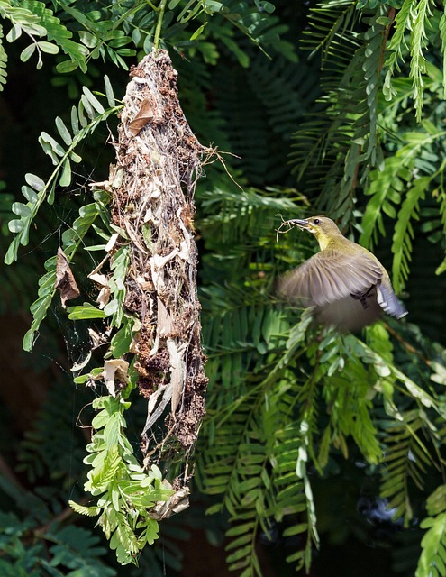 Free Nature Bird photo and picture