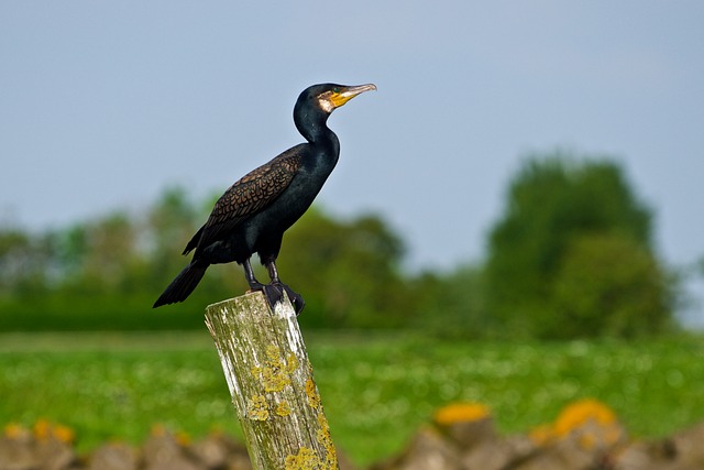 Free Bird Wildlife photo and picture