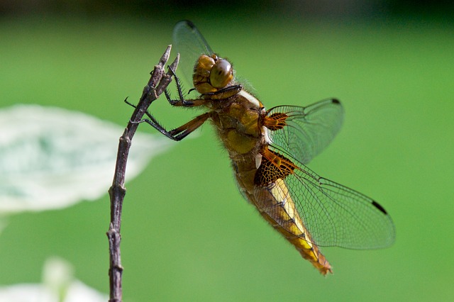 Free Insect Nature photo and picture