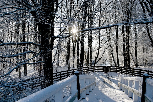 Free Winter Snow photo and picture