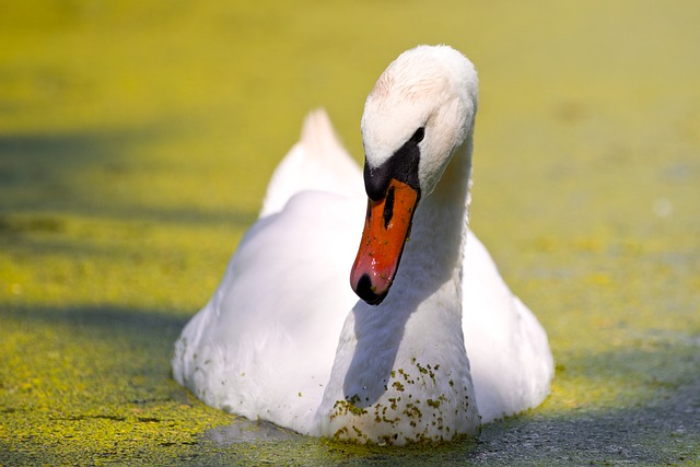 Free Bird Nature photo and picture