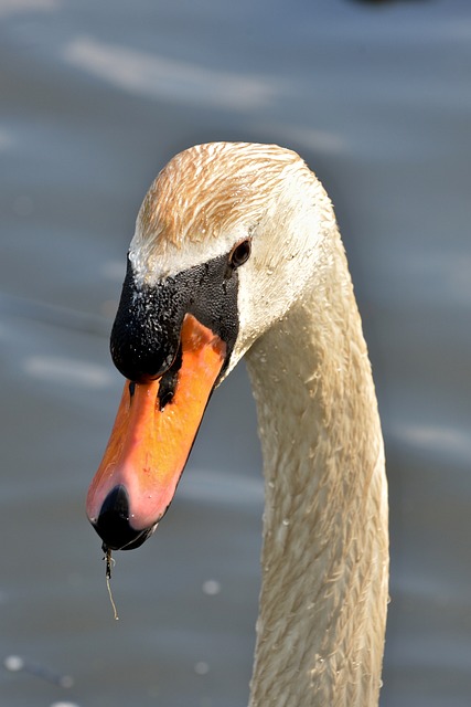 Free Bird Swan photo and picture