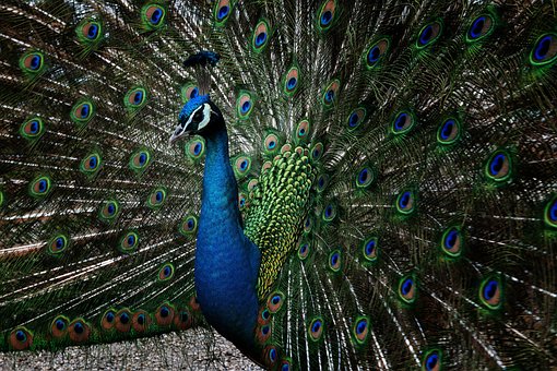 Free Peacock Feather photo and picture