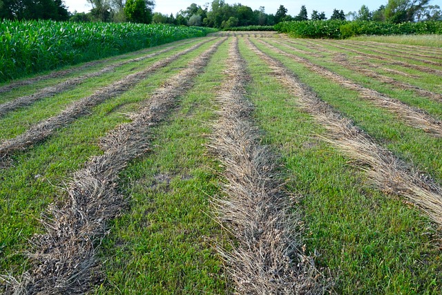 Free Field Agriculture photo and picture