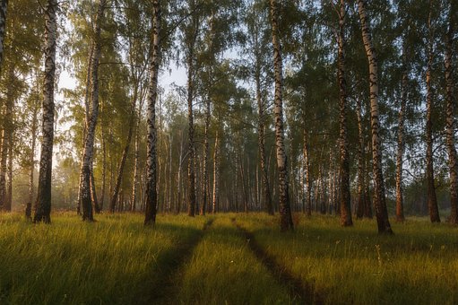 Free Tree Nature photo and picture
