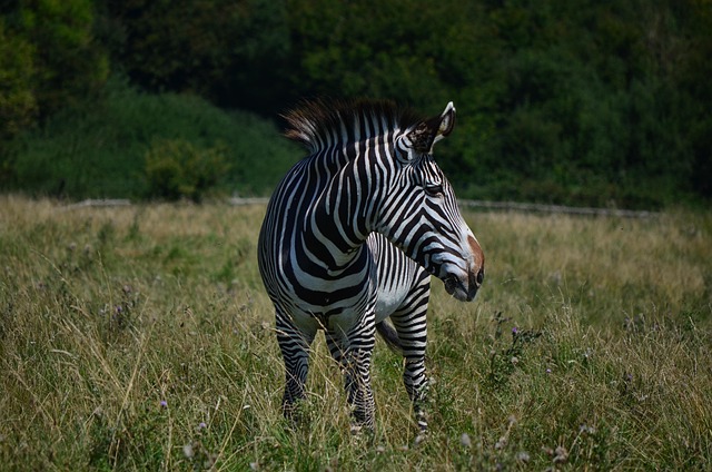 Free Grass Nature photo and picture