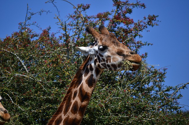 Free Nature Giraffe photo and picture