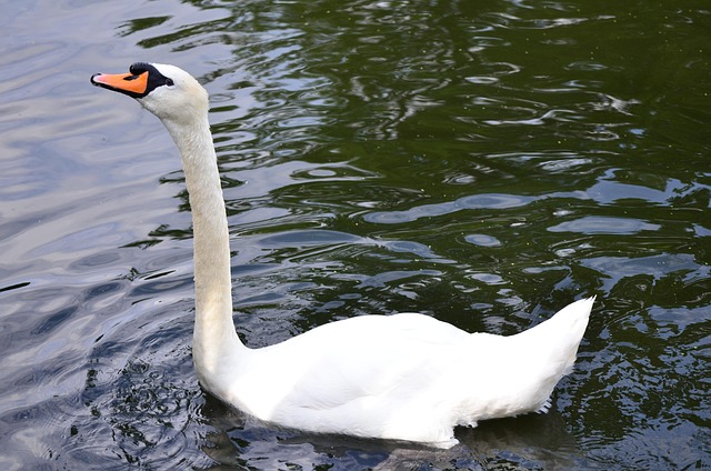 Free Swan Bird photo and picture