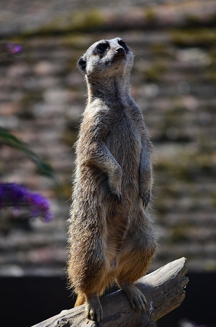 Free Wildlife Mammal photo and picture