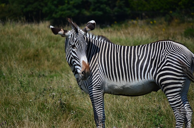 Free Wildlife Mammal photo and picture