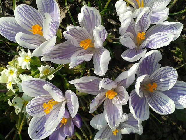 Free Crocus Flower photo and picture