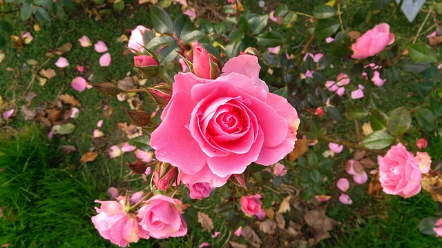 Free Plant Nature photo and picture