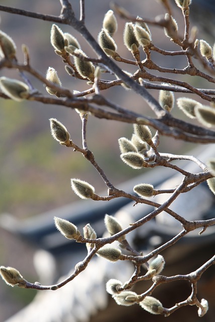 Natur, Draußen, Frühling, Bud, Pflanze