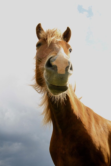 Tiere, Pferd, Säugetier, Haar, Pelz