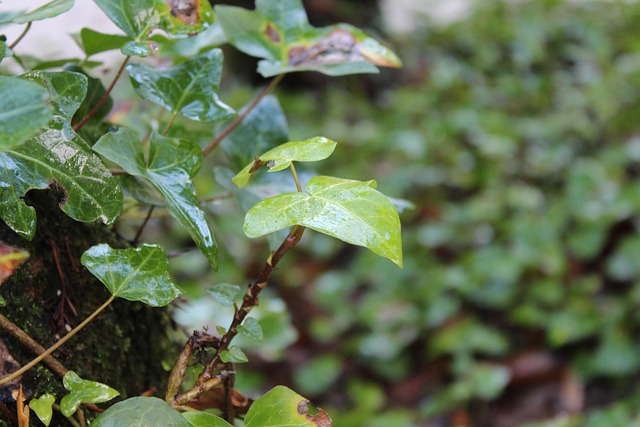Free Leaf Plant photo and picture