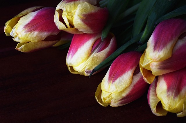 Tulipanes, Flores, Flor, Primavera