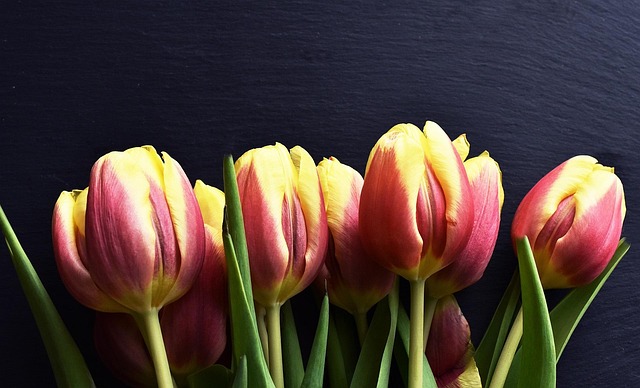 Tulipanes, Flores, Hermosas Flores, Flor