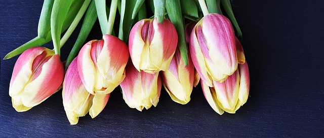 Tulipanes, Flores, Flor, Primavera