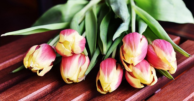 Tulipanes, Flores, Flor, Primavera