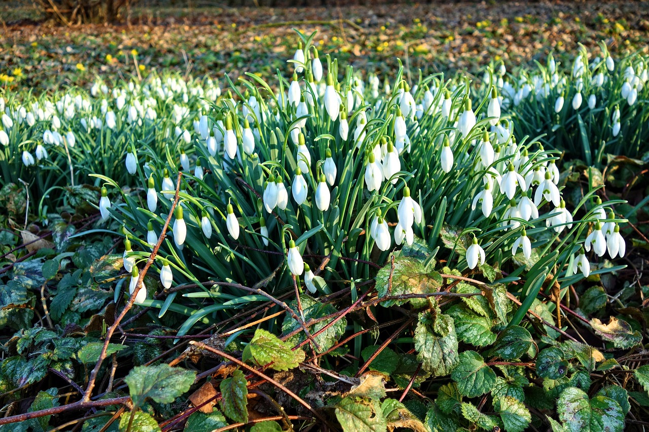 Snowdrop Common Flower Free photo on Pixabay Pixabay