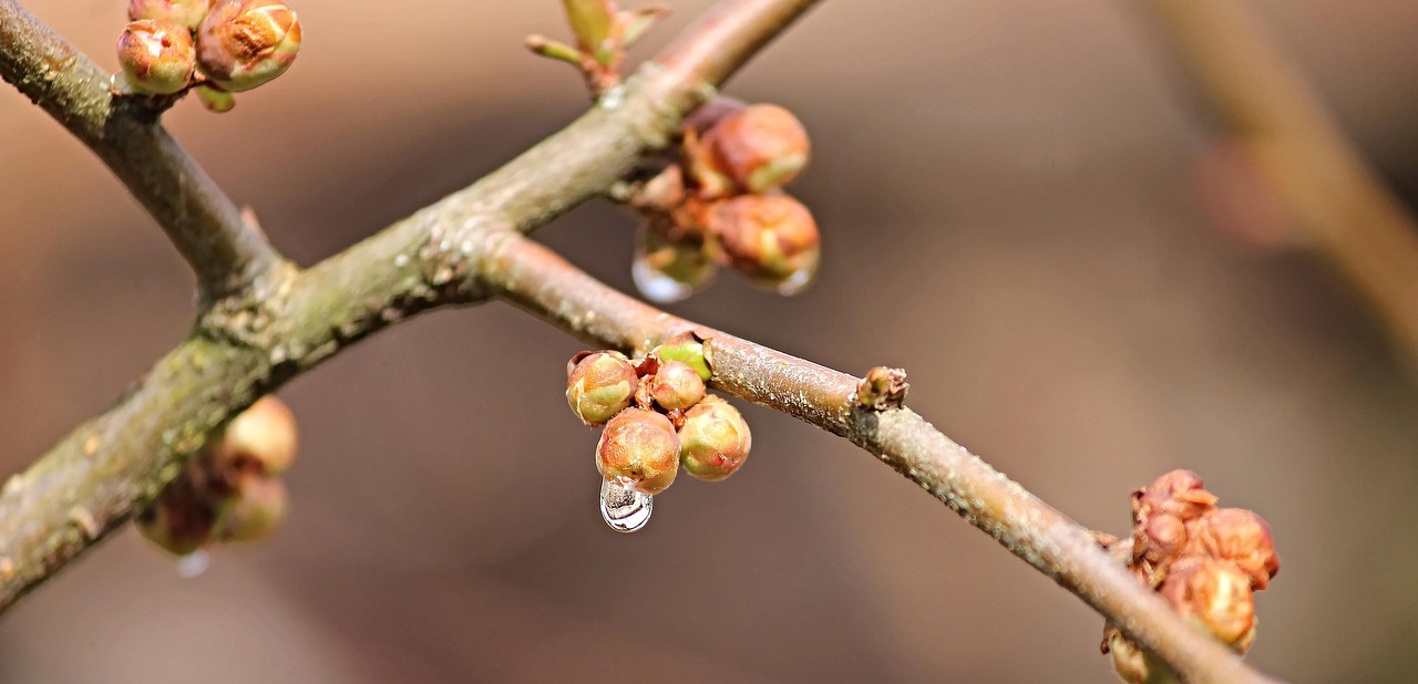 bud, shrub, drive, water, drops, nature, spring, garden, bush, plant, close up, branch, to open, ball-shaped buds, wet, sunlight, growth, spherical, flora, botany, pink, closed, bullet, round, raindrop