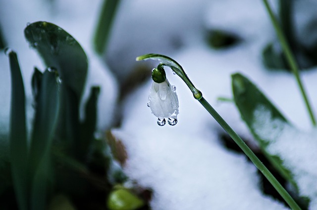 Free Leaf Plants Nature photo and picture