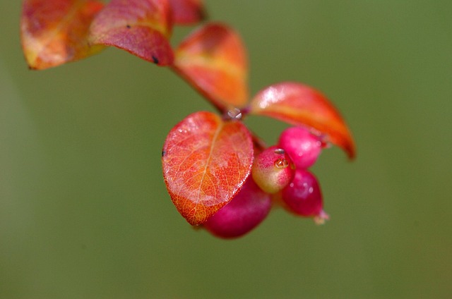 Natureza, Folha, Nenhum, Plantar, Flor