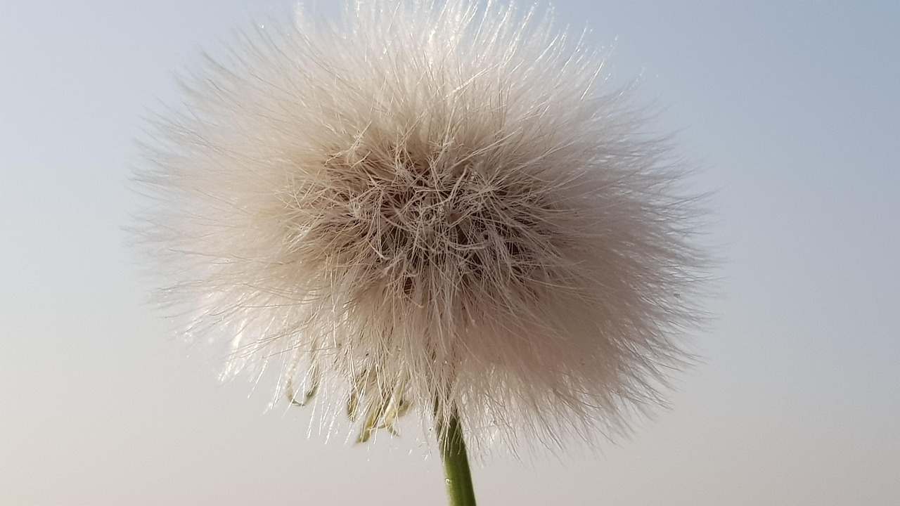 Raised Taraxacum Nature Free photo on Pixabay Pixabay