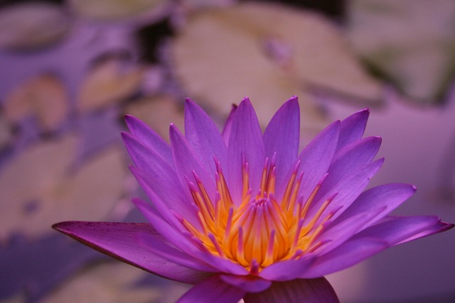 Free Flower Plant photo and picture