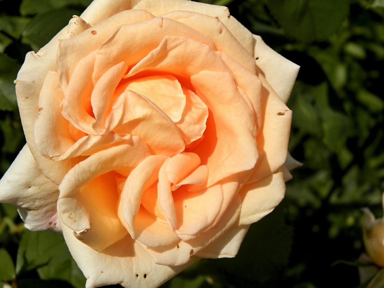 des-roses-jardin-photo-gratuite-sur-pixabay-pixabay