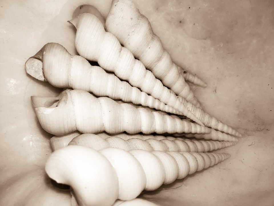 Nature Shells Spirals - Free photo on Pixabay - Pixabay