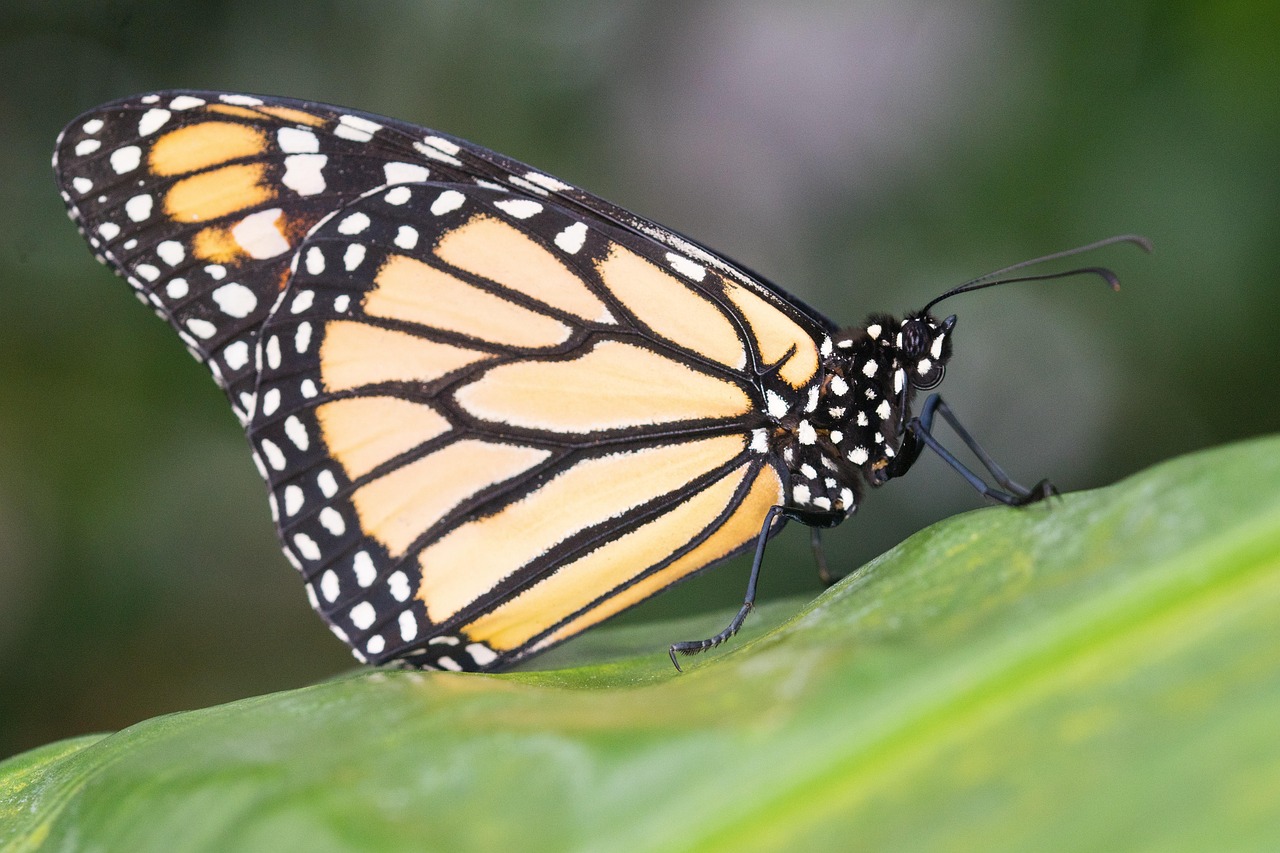 Borboleta Inseto Natureza - Foto gratuita no Pixabay - Pixabay