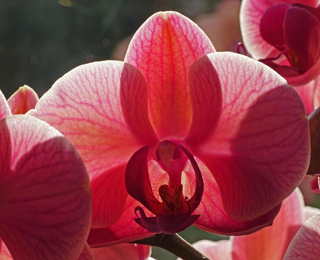 Orchid Blossom Bloom Free photo on Pixabay Pixabay