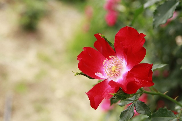 Free Rose Nature photo and picture