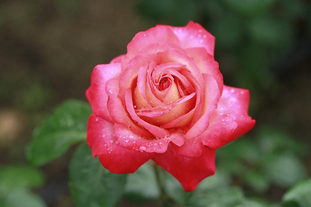 Free Flower Rose photo and picture