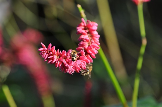 Natur, Blumentapete, Pflanze, Blume