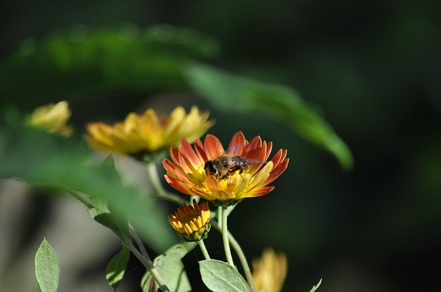 Natur, Blume, Schöne Blumen, Pflanze