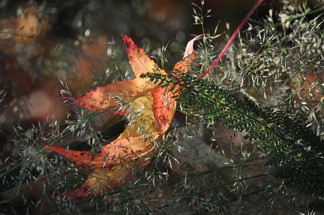 Baum, Natur, Saison, Verzierung, Blatt