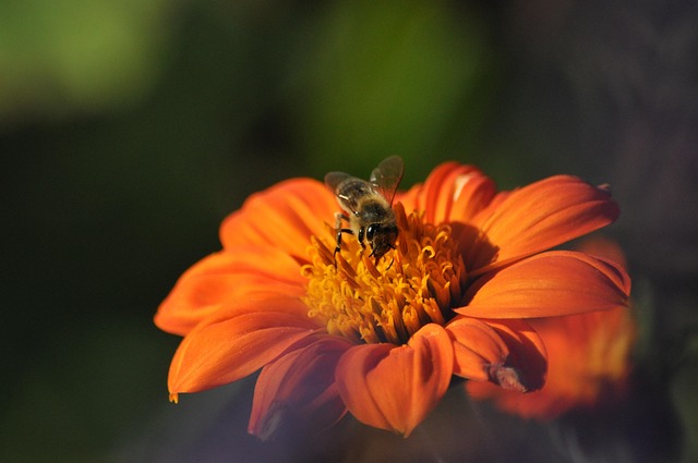 Insekt, Natur, Blume, Pflanze