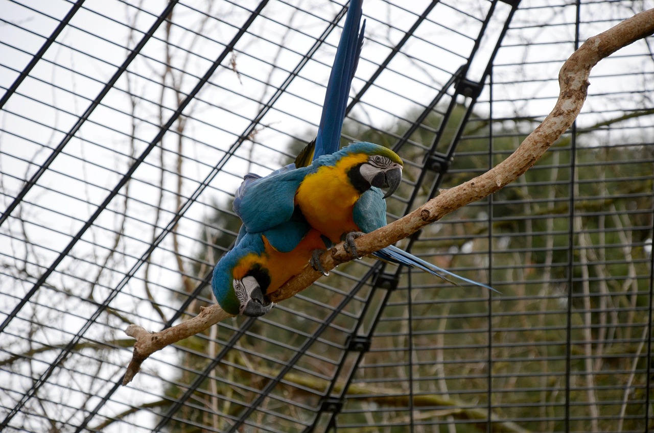 yellow-macaw-3225549_1280.jpg