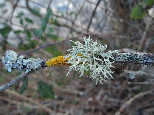 Free Lichen Plugged photo and picture