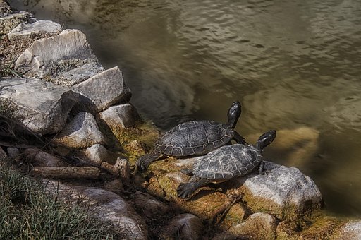 Free Waters Nature photo and picture