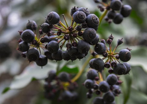 Free Nature Fruit photo and picture