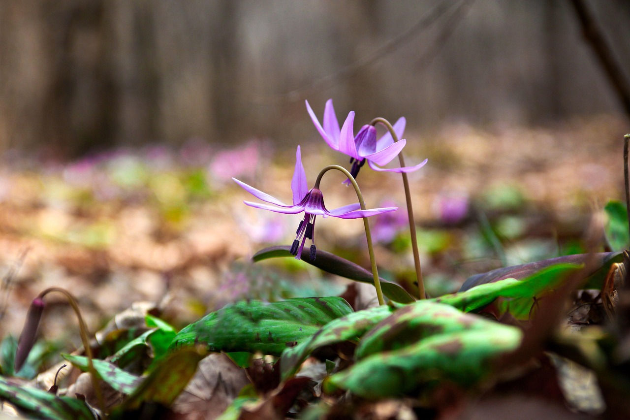 nature, leaf, plant, outdoors, season, wildflower, spring, mountain, how do, spring flowers, valley, wild flower, small flower, republic of korea, in the woods