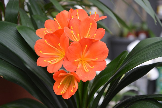 Azahar Flowercolor Flor Azahar Planta - Foto gratis en Pixabay