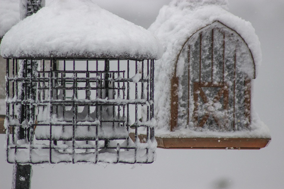 Cabane à Oiseaux Fait Maison