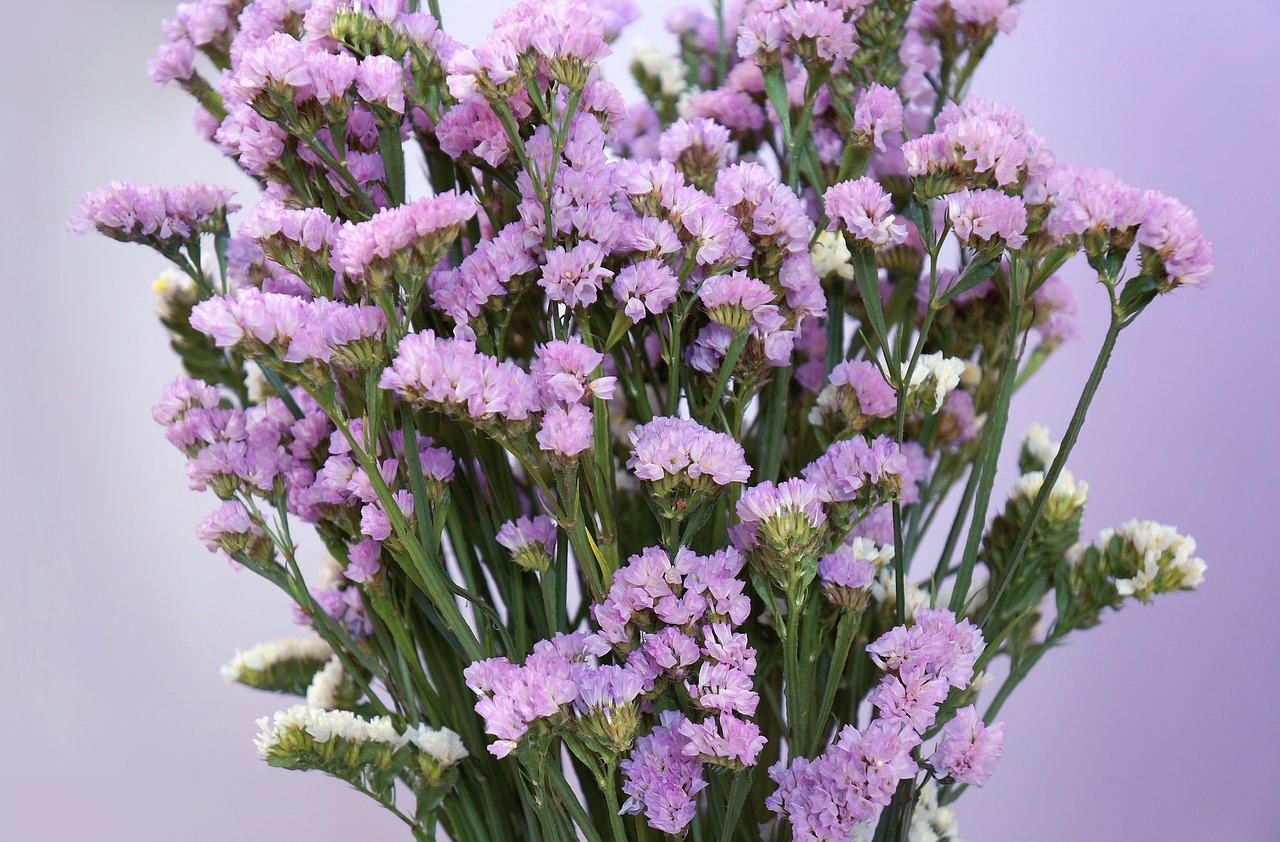 Purple Flower Flowers Salem Free photo on Pixabay Pixabay